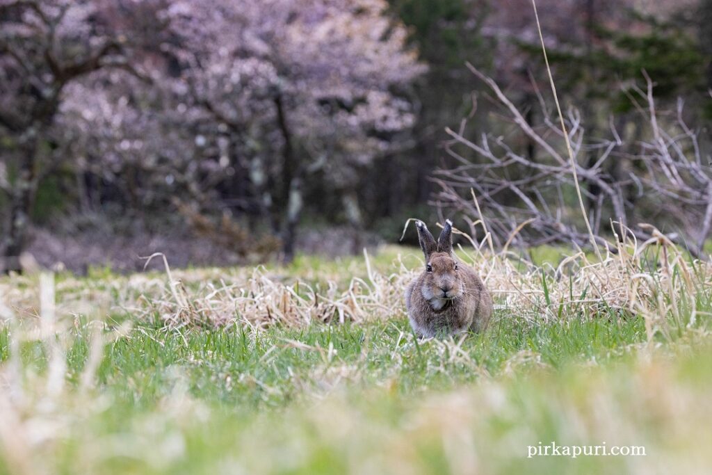 春のエゾユキウサギ