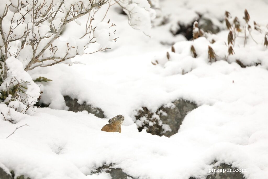 雪の中のエゾナキウサギ