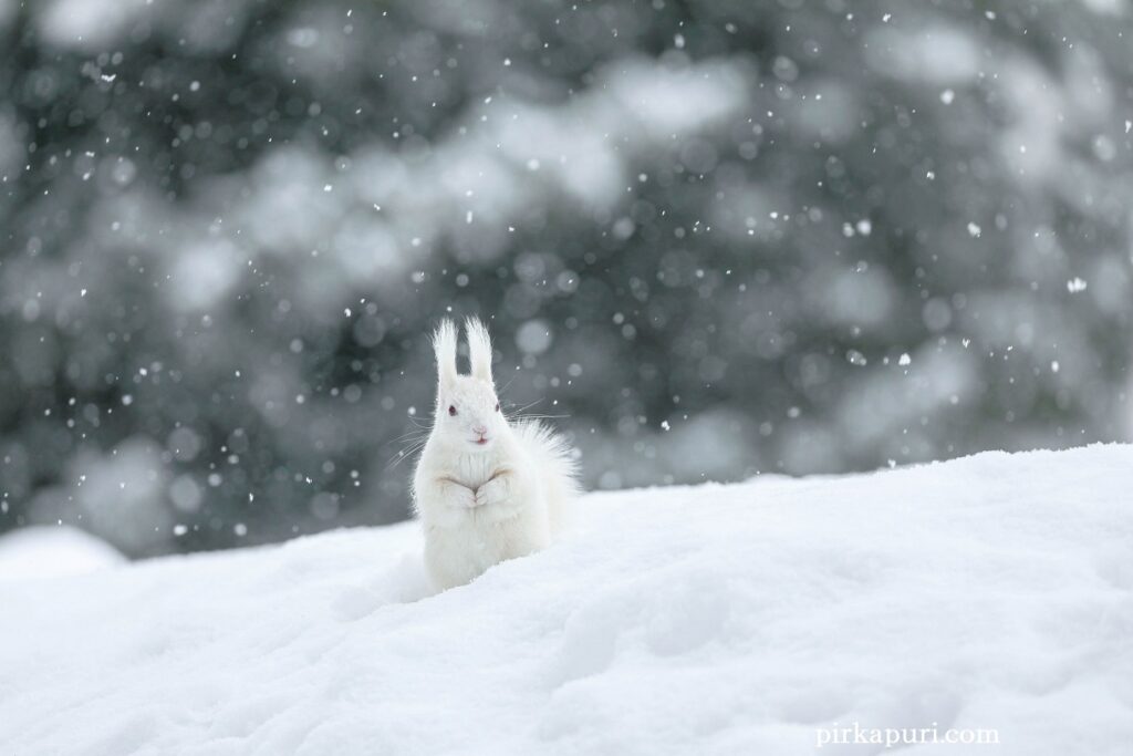 雪の中の白いエゾリス