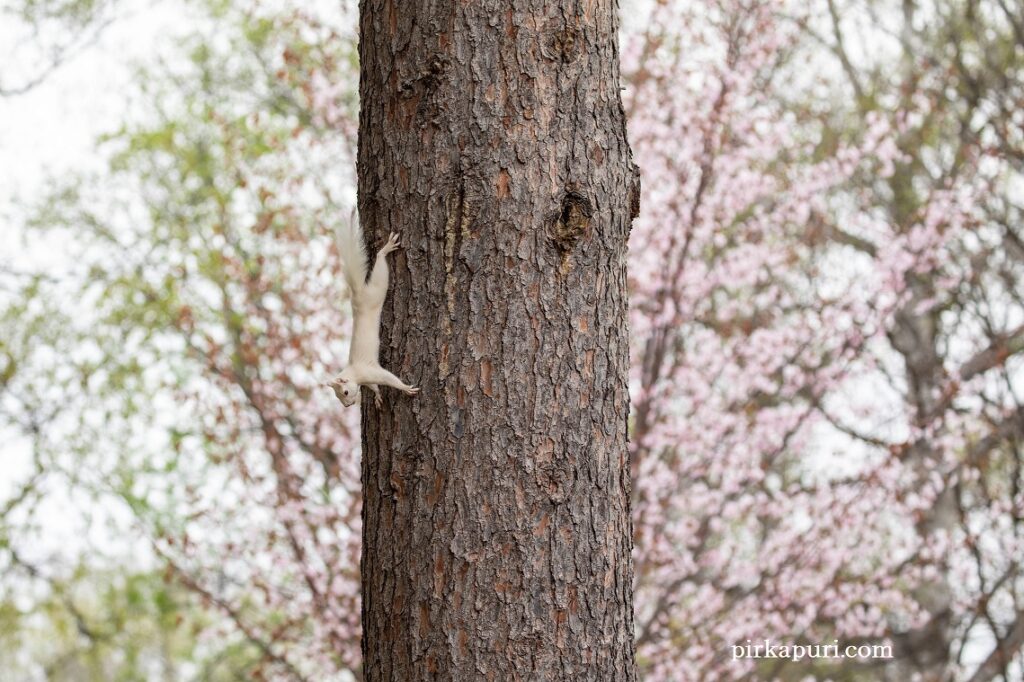 桜の中の白いエゾリス